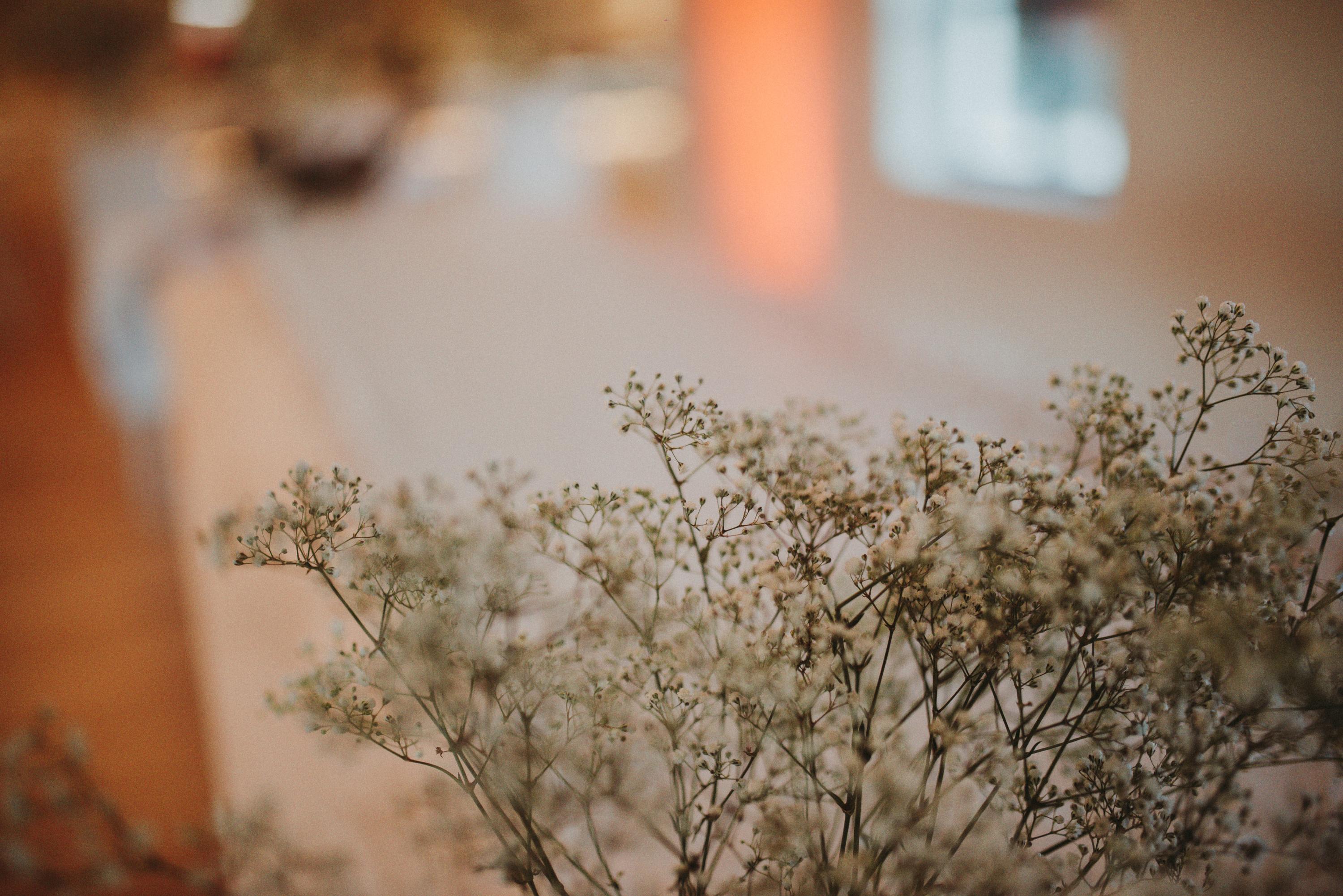 close up of white gypsofilia