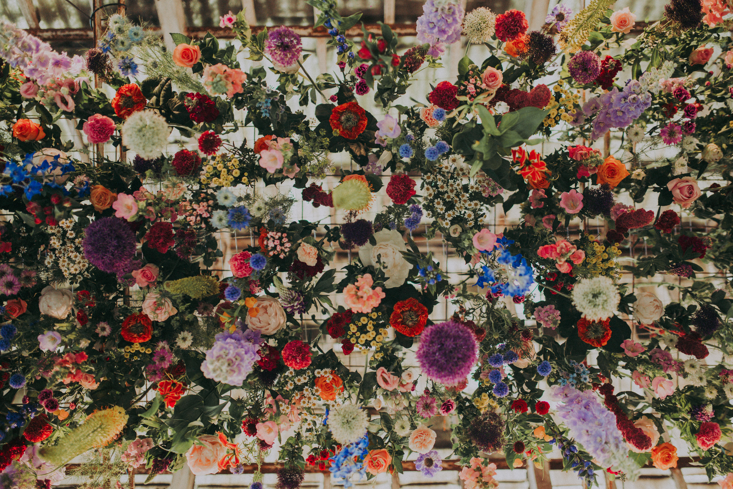 closu up of different flowers