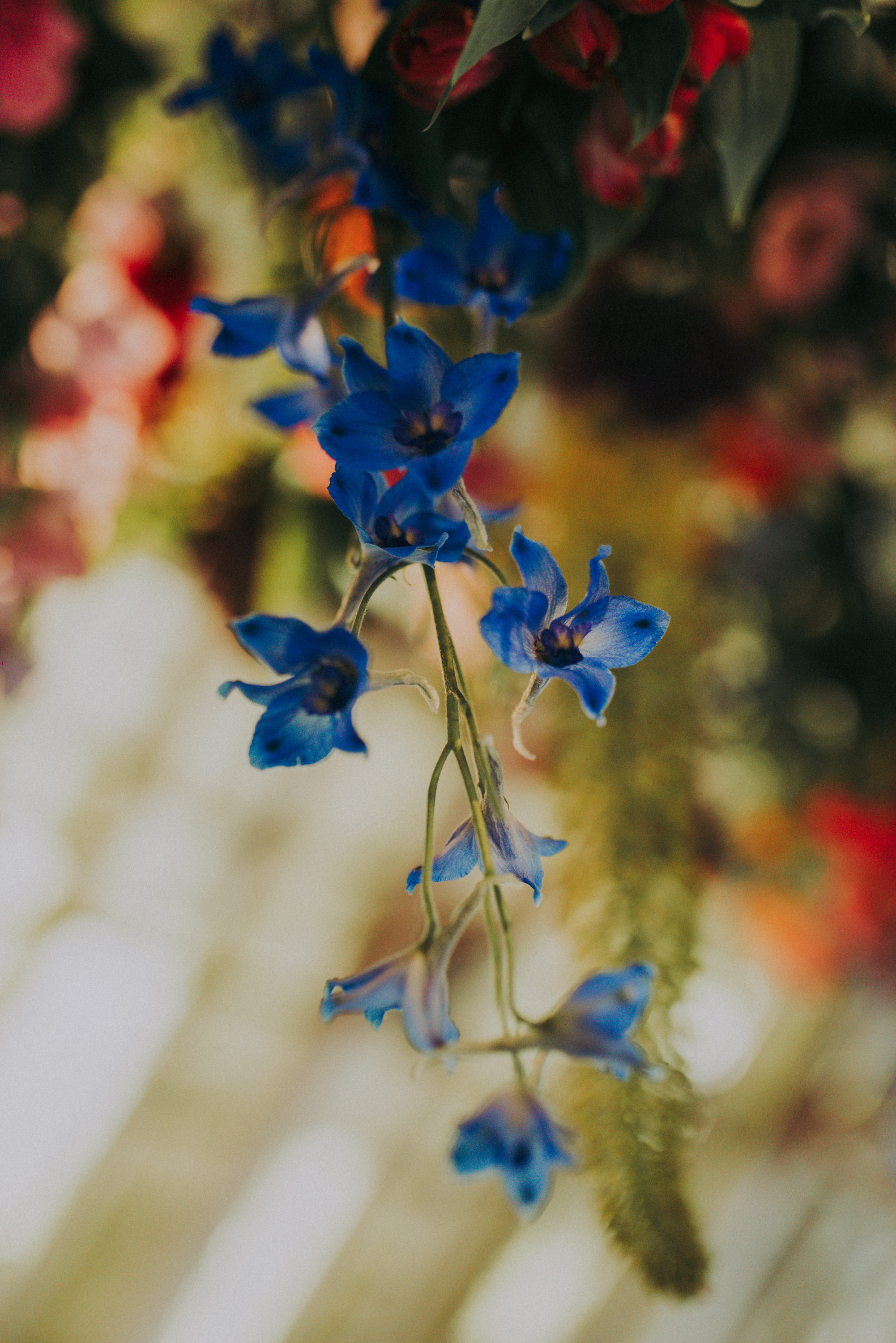 close up of a blue delphinium